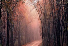 沙尔克强势破敌，平步青云